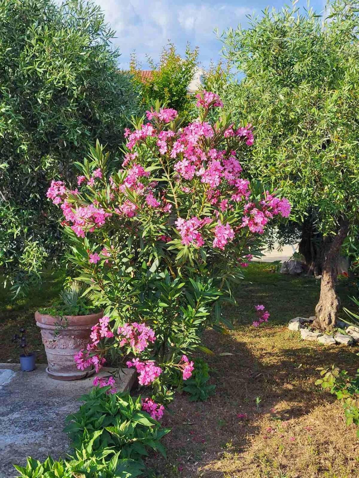 Olive Grove Apartment Vodice Exterior photo